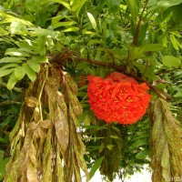 Brownea grandiceps Jacq.